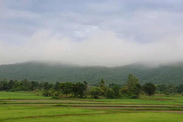 Rice Green Field Morning Mist Men Walking Farmland — Stock Photo, Image
