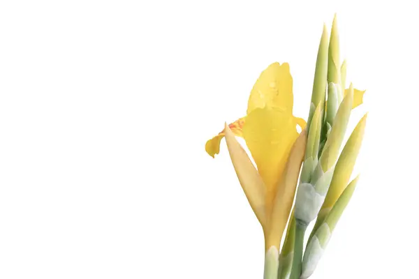 Beautiful Canna Yellow Color Bright Freshness Isolated Background — Stock Photo, Image