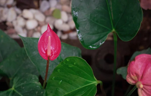 Anthurium tiny flower freshness in the garden beautiful color with droplets
