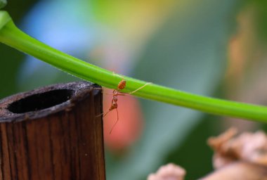 Kırmızı karınca küçük hayvan, bambu gövdesinin yanındaki yeşil sarmaşıkta yürüyor. 