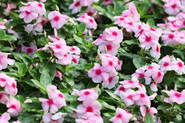 Bahçede güzel damlaları olan pembe Cayenne Jasmine grubu.