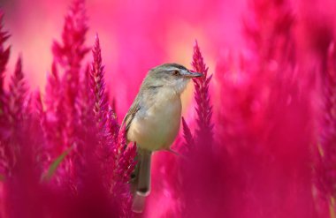 White-browed Prinia little bird perched on cockscomb pink flowers. clipart
