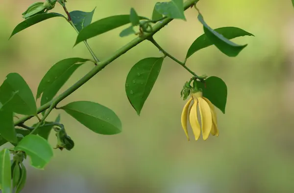 Climbing ylang-ylang fragrance flower on tree background