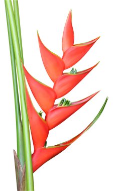 Heliconia bihai Çiçeği, izole edilmiş arkaplanda kırmızı ve sapla çiçek açar