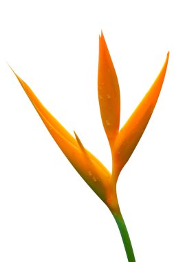 Cennetin Kuşu, turuncu çiçek parlaklığı, izole edilmiş damlacıkları güzel.