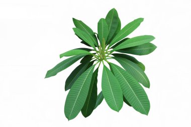 Plumeria yeşili grubu doğayı izole ediyor.