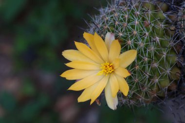 Çiçek açan dalları olan Mammillaria beneckei kaktüsü.