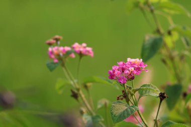 Pembe ağlayan lantana tarlada küçük çiçekler güzel 