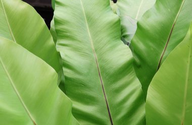 Kuş Yuvası 'nın dokusu parlak renk, doğa arka planında güzel.