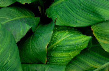 Karanlık, doğada güzel bir doku ve damlacıklar bırakır. Yağmur mevsiminde tazelik.