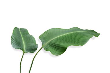 Calathea Lutea Yaprakları Puro Calathea Yeşil yaprakları izole arka planda yüzey damlacıkları ile