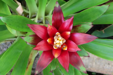 Bromeliad 'ın bahçedeki renkli bitkisinin en üst manzarası 