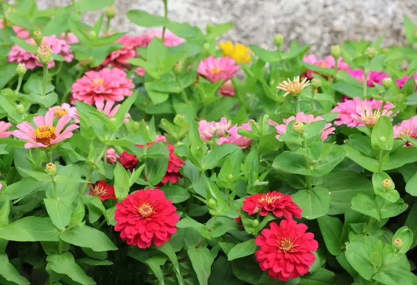 Zinnia bahçenin arka planında çok renkli güzel çiçekleri kirletiyor.