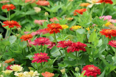 Zinnia tazeliği ihlâl ediyor ve arka planda parlak bir güzellik var.