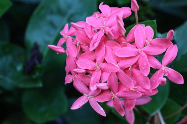 Dal ağacında çiçek açan pembe Ixora damlacıklarıyla