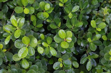 Banyan Ağacı 'nın kapalı üst manzarası. Damlacıklı yeşil yapraklar.