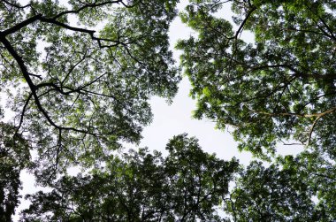 Beyaz arkaplan yapraklı ağaçların üzerinde