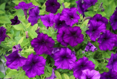 Surfinia mor çiçekleri doğada çiçek açıyor.