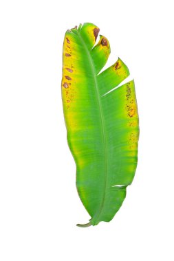 Muz yaprağı neredeyse kurumuş. Arka planda iki ton var.