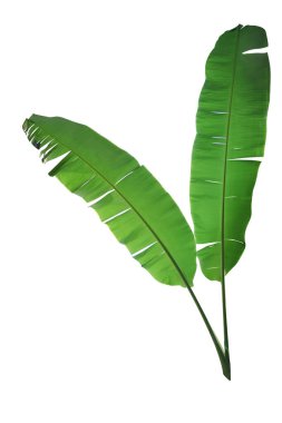 muz yaprağı üzerinde beyaz izole