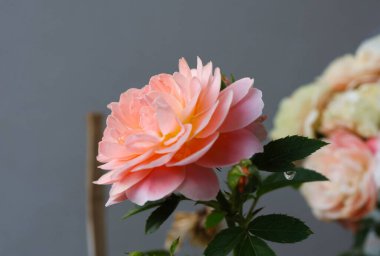 Bahçede taze kırmızı yıldız çiçeği yumuşak yapraklar