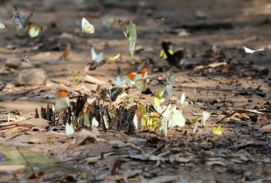 Kelebek grubunun kanatları rengarenk ve gün ışığı ormanın arka planında güzeldir.