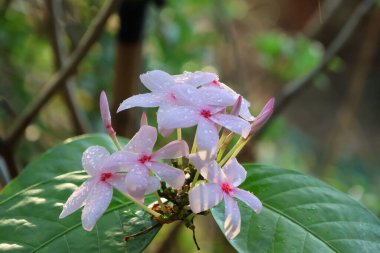 Pembe Gardenya yumuşak yaprakları ve damlacıkları var. Doğada güzel çiçekler var.