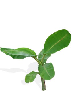 İzole edilmiş arka planda gölgesi olan taze muz yaprakları.