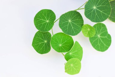 Stephania erekta bitkisi, yeşil yapraklı beyaz arka planda daire şeklinde.