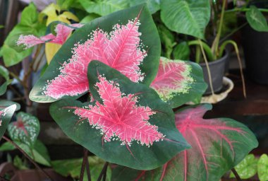 Caladium bahçesinde taze pembe ve yeşil renk yetişiyor.
