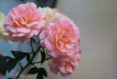 Bahçede açan pembe gül buketi yumuşak yapraklar ve güzel