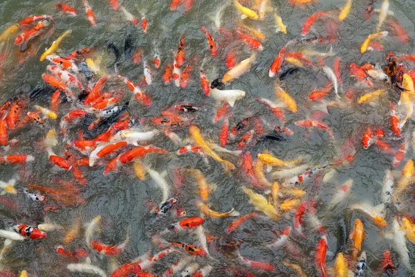 Renkli Japon Kraft balığı gölette yüzüyor