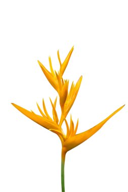 İzole edilmiş arka planda parlak sarı yapraklı cennet kuşu. 