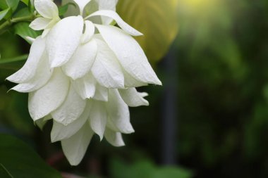 Mussaenda Beyaz çiçek bitkisi doğa arka planında hafif efektli