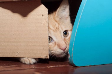 Küçük kırmızı kedi evde.