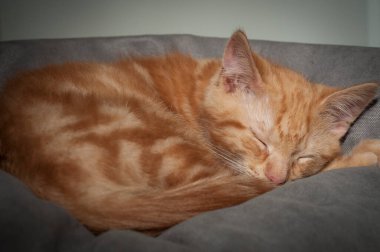 Uyuyan küçük kırmızı kedi