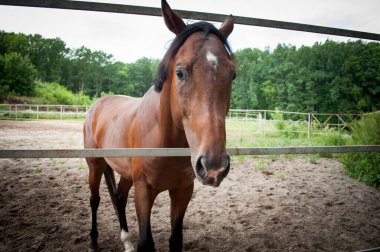 Yürüyüşe çıkmış genç bir at.