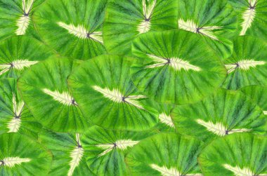 Colocasia waikiki yaprağı arkaplanı