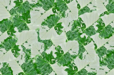 Alocasia gageana Albo Çeşitlendirilmiş arkaplan
