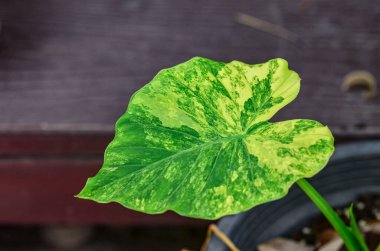 Alocasia gageana Aura Bahçede çeşitlendi