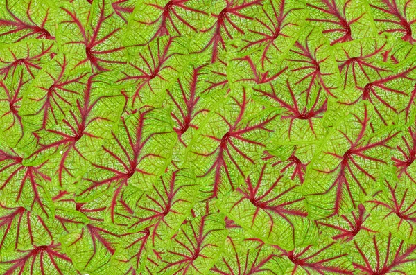 stock image Beautiful Caladium bicolor leaf background