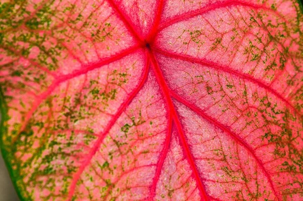 Close Caladium Bicolor Leaf — Stock Photo, Image
