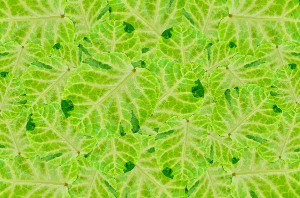 Ming Aralia Leaf Background — Stock Photo, Image