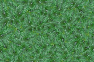 Alocasia Scalprum yaprağı arkaplanı