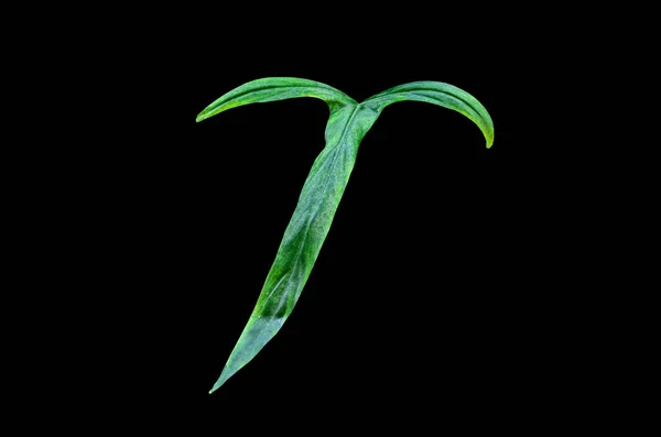 Philodendron Holtonianum Чорному Тлі — стокове фото