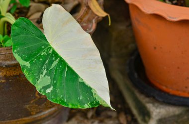 Alocasia Gageana Albo Saksıda Değişti