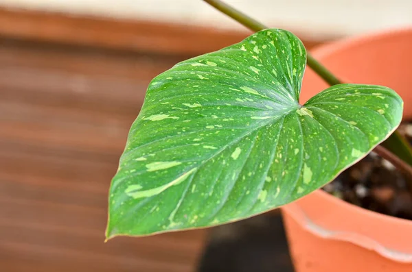 stock image Beautiful Homalomena Rubescens Variegated