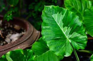 Alocasia odora Okinawa Bahçedeki Gümüş Flora