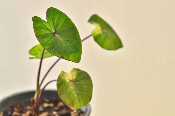 stock image Beautiful Colocasia esculenta Tropical Storm in garden