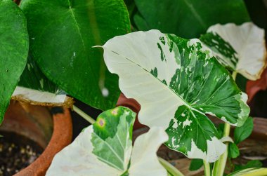 Güzel Alocasia Okinawa Gümüş Bahçede